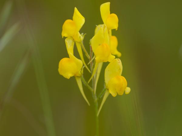 <h3><a href="/trips/extramadura/biota/plantae/tracheophyta/magnoliopsida/lamiales/plantaginaceae/linaria spartea/linaria spartea-nl.html">Linaria&nbsp;spartea</a> / Ballast&nbsp;toadflax / </h3>OM-1 Mark II met OLYMPUS M.150-400mm F4.5 TC, 1/2000 sec  bij F5.6, ISO 800, afstand 1.95&nbsp;m